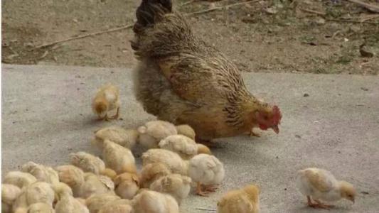 母鸡孵小鸡作文 小学作文母鸡孵小鸡
