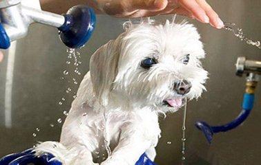 狗狗多长时间洗一次澡 狗狗适合多久时间洗一次澡