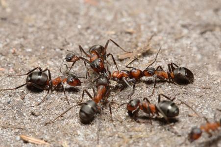 白蚂蚁防治所 如何防治蚂蚁？