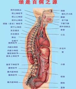 远离颈椎病 颈椎病的治疗方法 中医4法远离颈椎疼痛