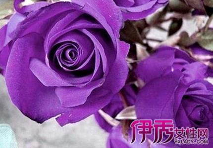 紫色玫瑰代表什么意思 紫色玫瑰花语是什么