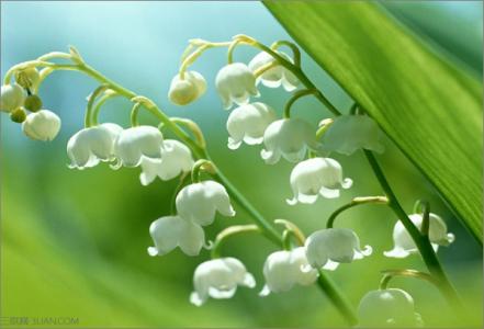 铃兰花的花语是什么 铃兰花语，铃兰花的花语