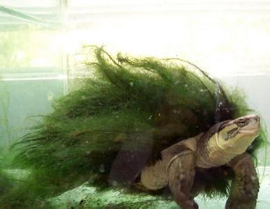 绿毛龟多少钱一只 绿毛龟