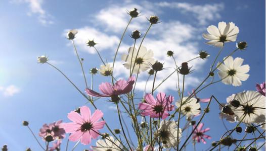 格桑花图片 格桑花花语是什么