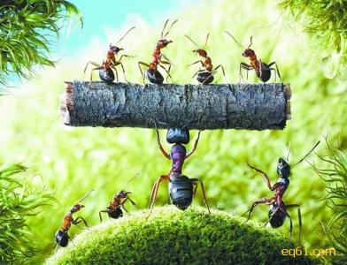 重生蚂蚁小说 我是蚂蚁