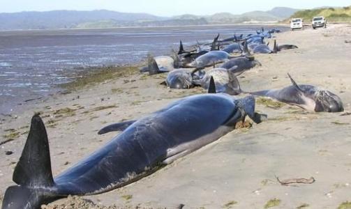 鲸鱼搁浅为什么会死 鲸鱼搁浅会死吗？