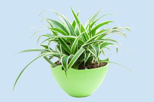 常见的净化空气的盆栽 净化空气的绿色植物