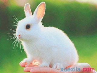 小白兔作文300字 关于动物的作文300字 小白兔