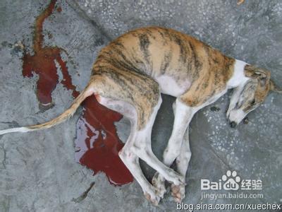 狗狗细小病毒传染人吗 犬细小病毒的症状及治疗方法