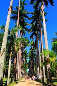 巴西历史简介 巴西里约植物园 巴西里约植物园-简介，巴西里约植物园-历史