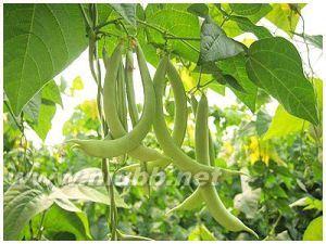 芸豆生长期 芸豆 芸豆-形态特征，芸豆-生长环境