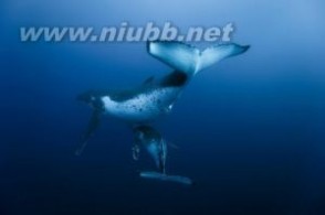穿山甲栖息地环境图片 蓝鲸 蓝鲸-基本资料，蓝鲸-栖息环境