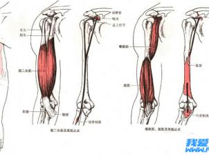 肱二头肌锻炼方法 锻炼肱二头肌（手臂）方法汇总