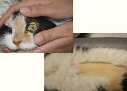 猫脂肪肝治疗 猫脂肪肝的诊断和治疗