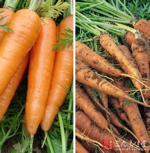 胡萝卜的功效与作用 胡萝卜的功效 8大功效保护健康