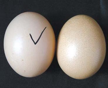 如何辨别假鸡蛋 如何识别真假鸡蛋
