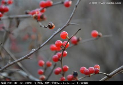 钟花樱桃 钟花樱桃 钟花樱桃-基本资料，钟花樱桃-形态特征