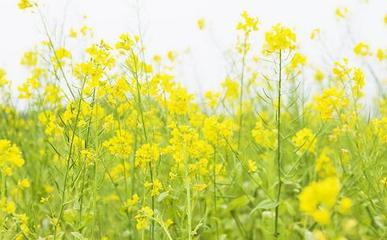 写春天的来临语段 描写油菜花的语段