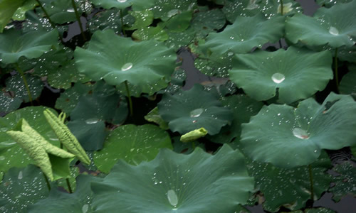 鼓励破水罐的名言警句 描写夏天雨景的段落