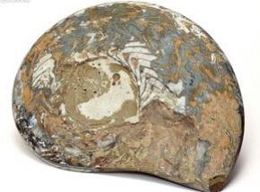 古生物化石标本 化石标本的保护