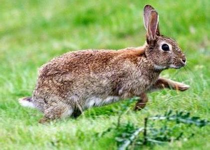 兔子坡作者 《兔子，跑吧》 《兔子，跑吧》-内容提要，《兔子，跑吧》-作者