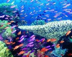 海洋生物资源 海洋生物资源 海洋生物资源-海洋生物资源，海洋生物资源-正文