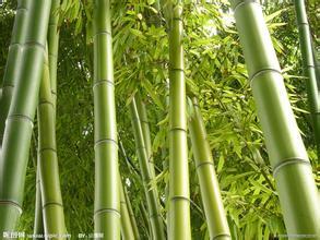 关于竹子的作文400字 关于竹子的作文