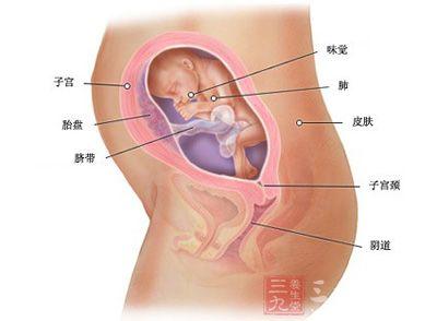 怀孕24周孕妈妈会饿吗 怀孕24周 怀孕24周妈妈和宝宝会发生怎样的变化呢