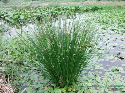 野荸荠功效 野荸荠