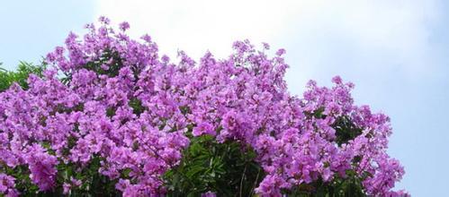 紫薇花的诗句 描写紫薇花的句子