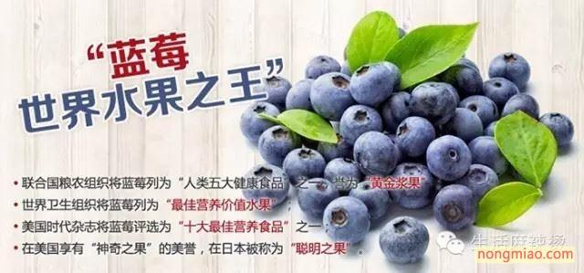 蓝莓的功效与作用 蓝莓的功效与作用 这些你必须知道