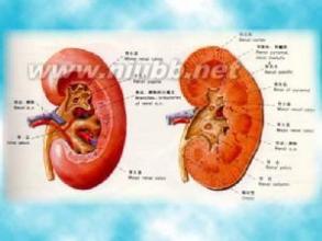 蛋白尿与心血管疾病 蛋白尿 蛋白尿-疾病概述，蛋白尿-疾病预后