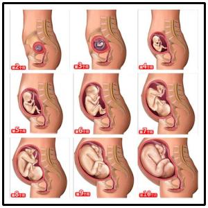 胎儿发育过程图 胎儿发育过程图片(全过程）