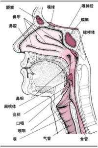 肾小球疾病概述 喉结核 喉结核-疾病概述，喉结核-疾病描述
