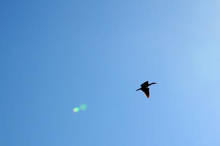 泰戈尔飞鸟在天空飞过 大雁从天空飞过