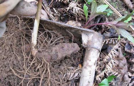 蛇床子的功效与作用 土茯苓功效与作用