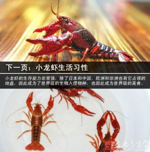 小龙虾的来历 小龙虾的来历 小龙虾的特征与分布范围（2）