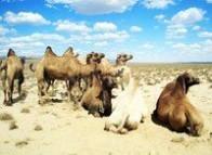 地表形态的基本特征 野骆驼 野骆驼-基本资料，野骆驼-形态特征