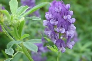 紫花苜蓿的营养价值 紫苜蓿的营养价值