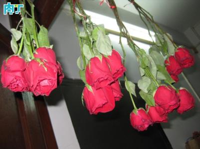 玫瑰花干花制作方法 玫瑰花怎样制作成干花？