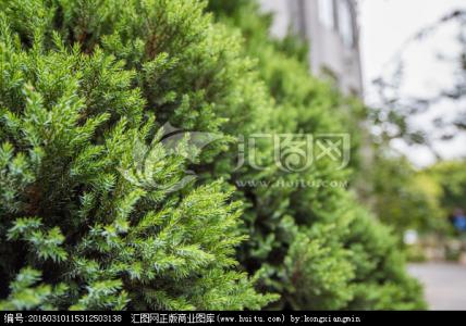 像柏树的小植物 柏树叶 柏树叶-简介，柏树叶-植物形态