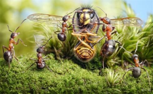 蚂蚁和蜜蜂的故事 蚂蚁和蜜蜂