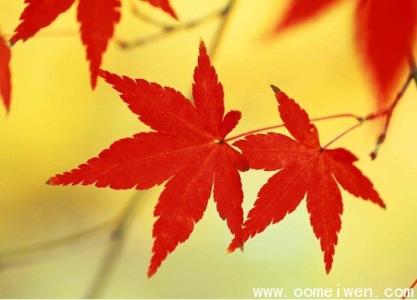 描写秋天枫叶的诗句 描写秋天景色的诗句、描写秋天枫叶的诗句