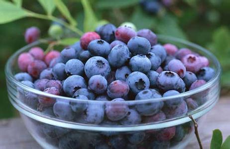 蓝莓营养价值及功效 蓝莓的功效与作用 蓝莓怎么吃最有营养