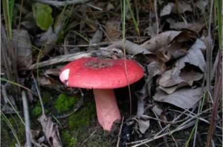 红菇的营养价值 红菇的营养价值 红菇的作用有哪些