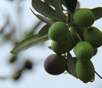 形态特征 油橄榄 油橄榄-简介，油橄榄-形态特征