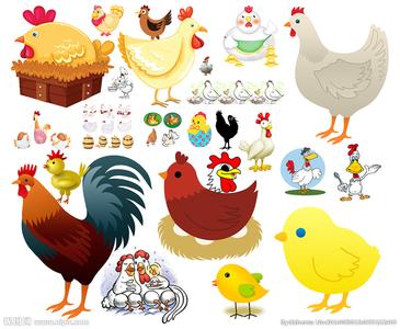 母鸡教学设计 母鸡教学设计（3篇）