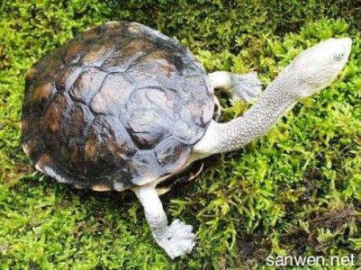 英国斗牛犬的体态特征 长颈龟 长颈龟-简介，长颈龟-体态特征