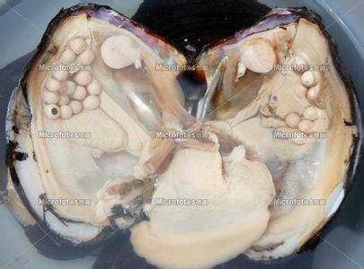 河蚌是软体动物吗 河蚌 河蚌-动物介绍，河蚌-体形特征
