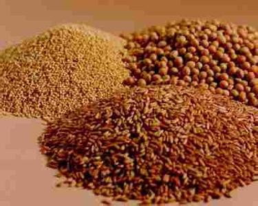 白高粱米的功效与作用 高粱米的作用与功效